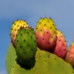 Kaktusfeigenkernöl