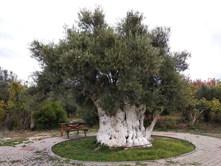 Olivenöl - Baum