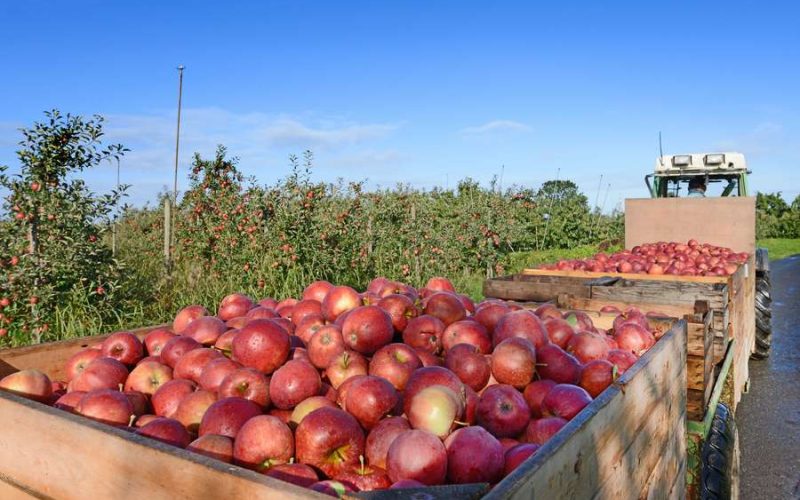 Tee und Obst Niedersachsen Tee und Obst Niedersachsen