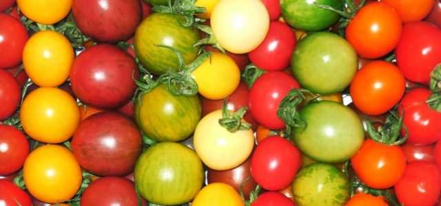 Tomaten Rot Gelb Grün