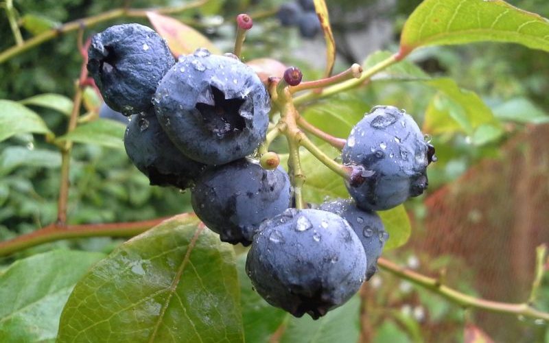 Waldheidelbeeren 2 Waldheidelbeeren 2